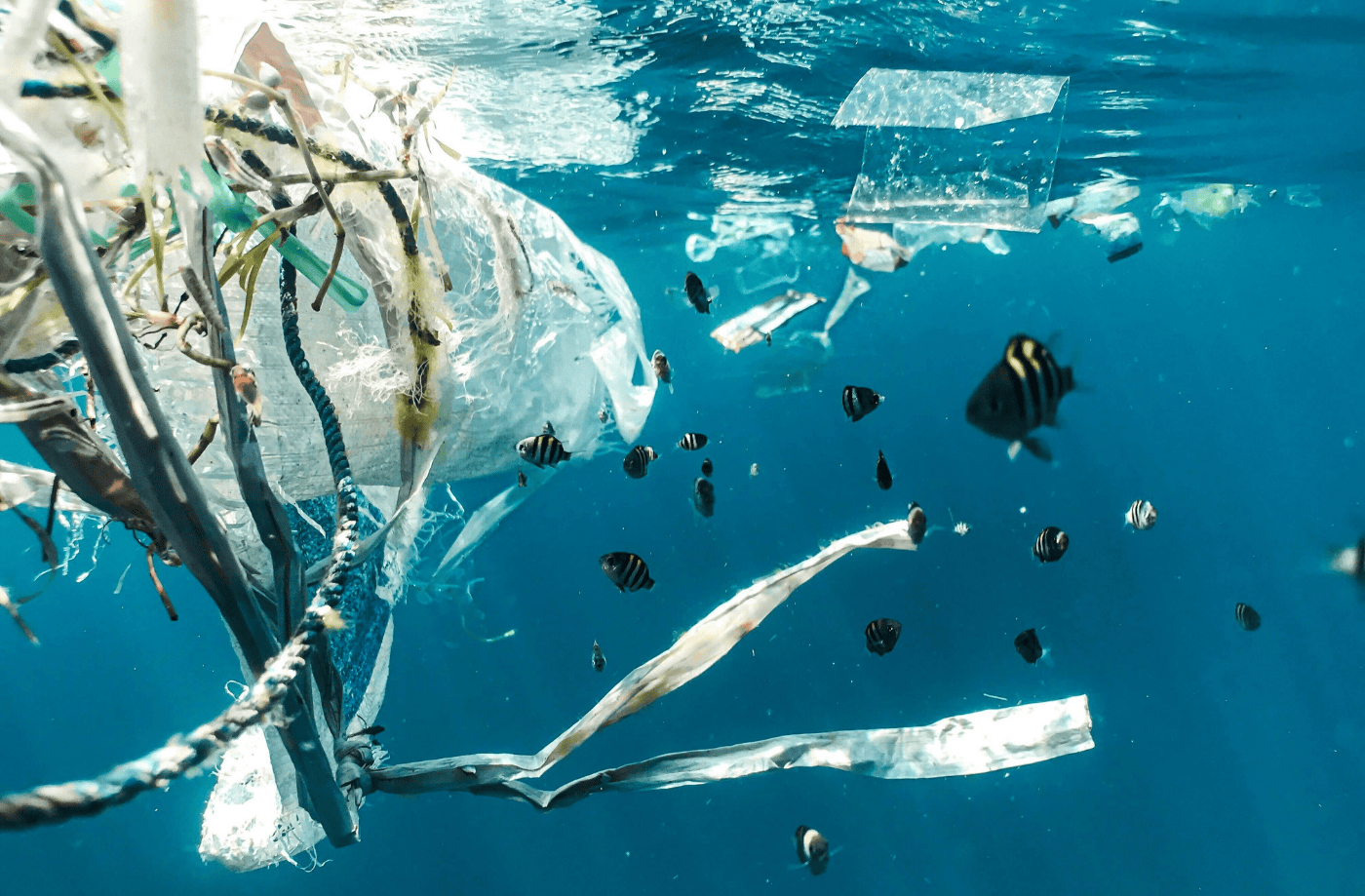 Plastic bags and ropes floating around in the ocean with fish swimming around